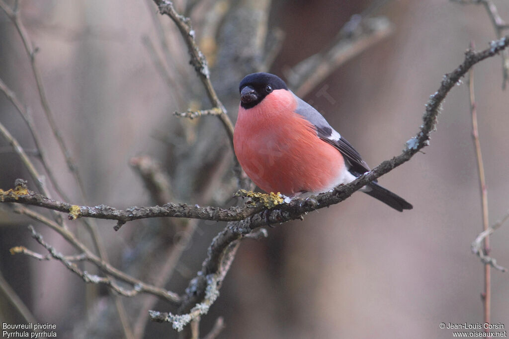 Eurasian Bullfinch male