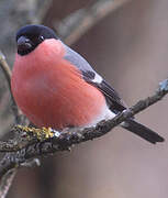 Eurasian Bullfinch