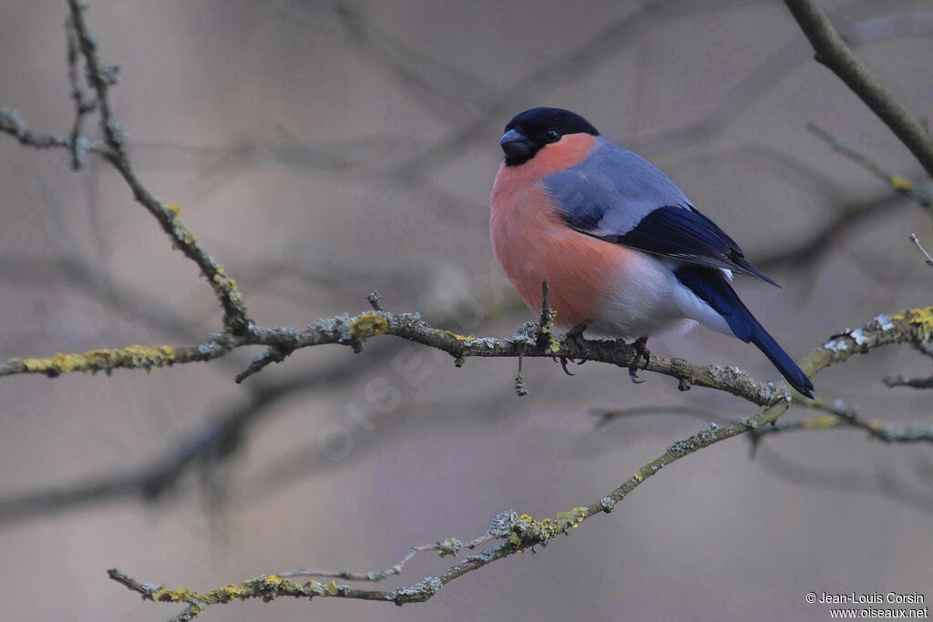 Eurasian Bullfinch male