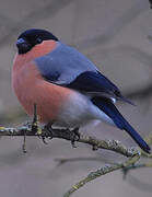 Eurasian Bullfinch