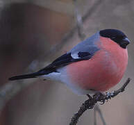 Eurasian Bullfinch