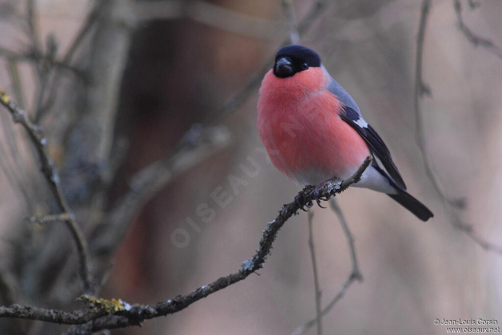 Eurasian Bullfinch male