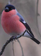 Eurasian Bullfinch