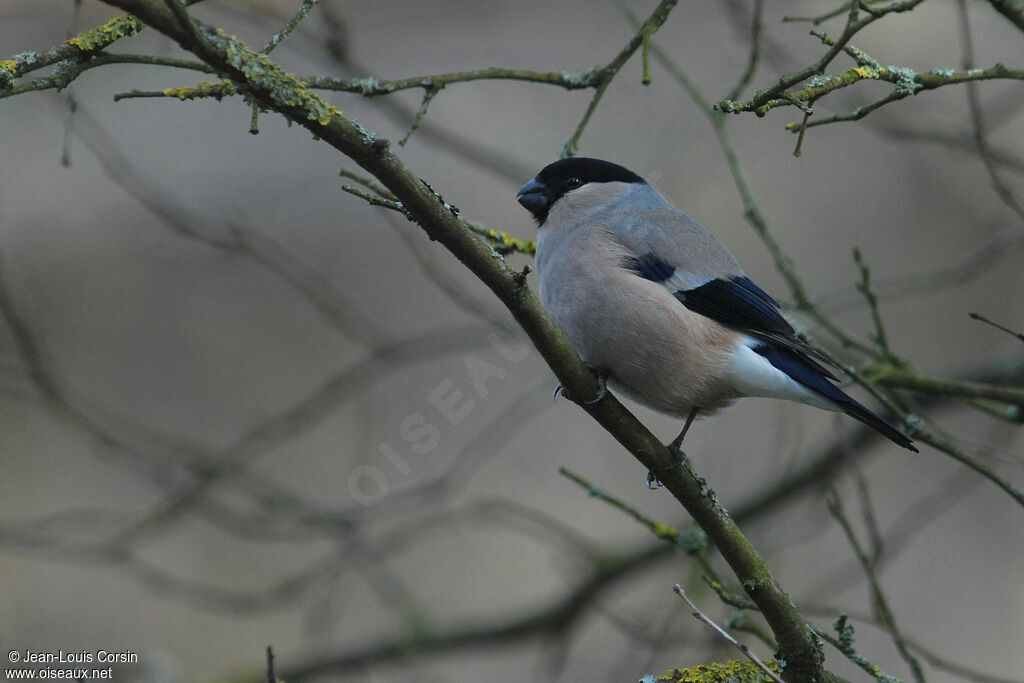 Eurasian Bullfinch female