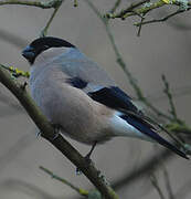 Eurasian Bullfinch