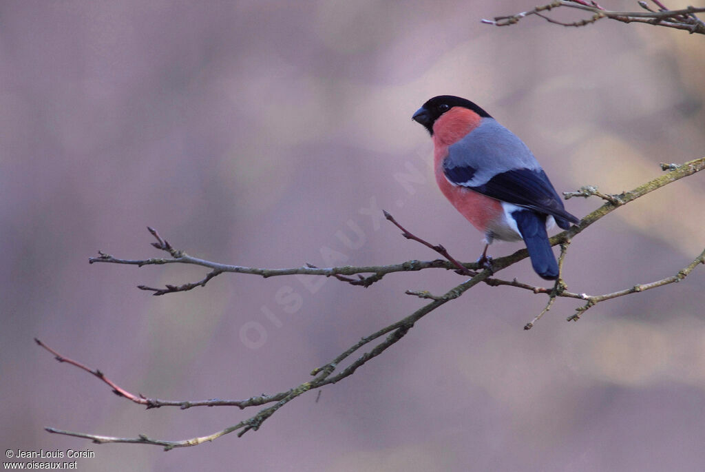 Eurasian Bullfinch male