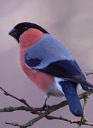 Eurasian Bullfinch