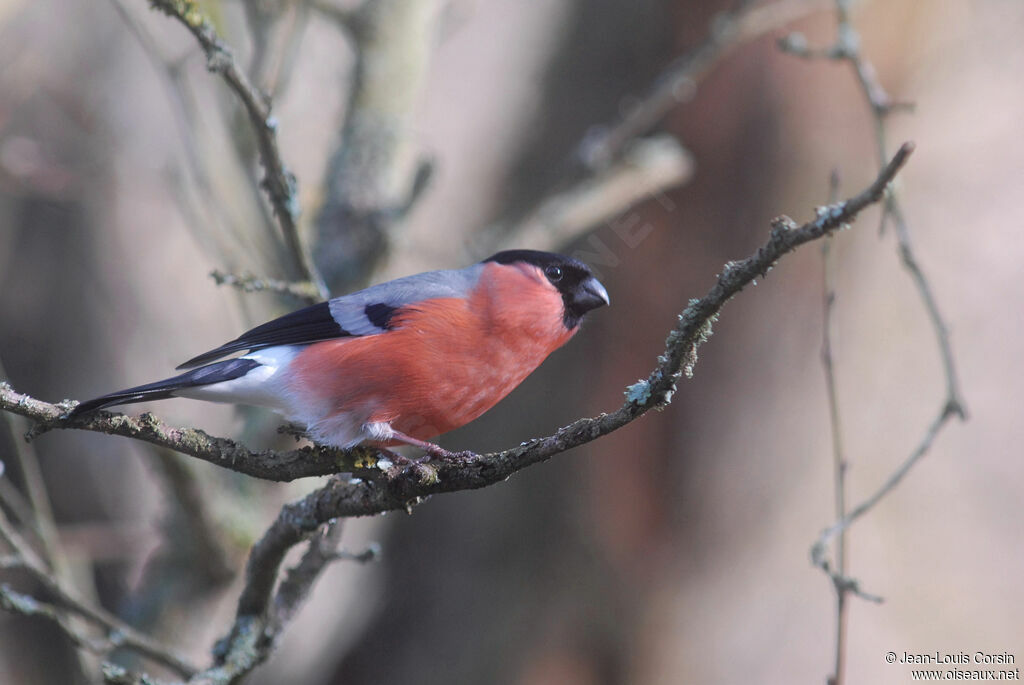 Eurasian Bullfinch male