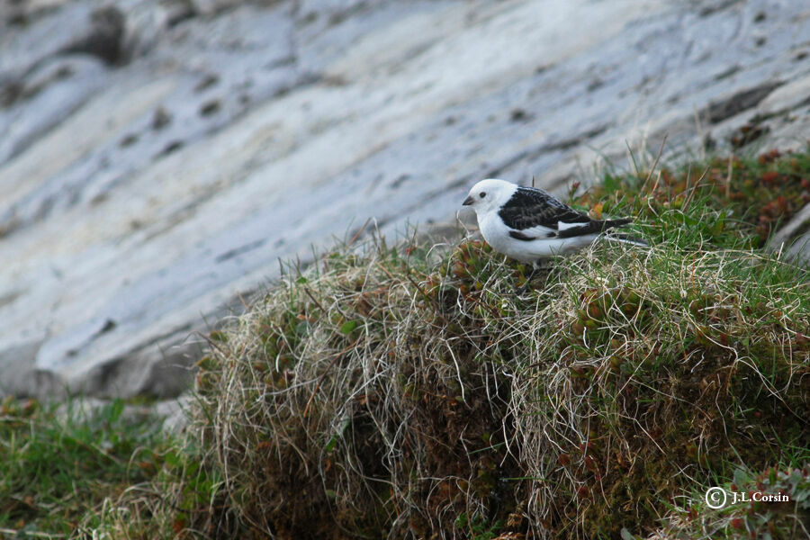 Snow Bunting