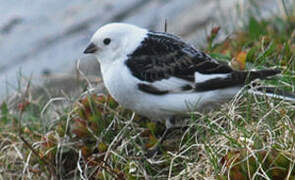 Snow Bunting