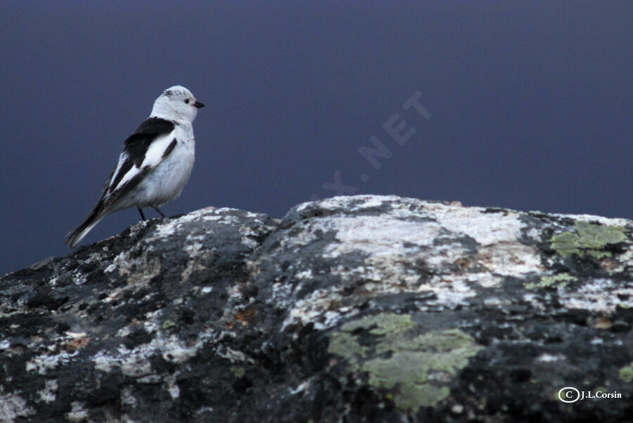 Bruant des neiges