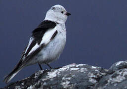 Snow Bunting