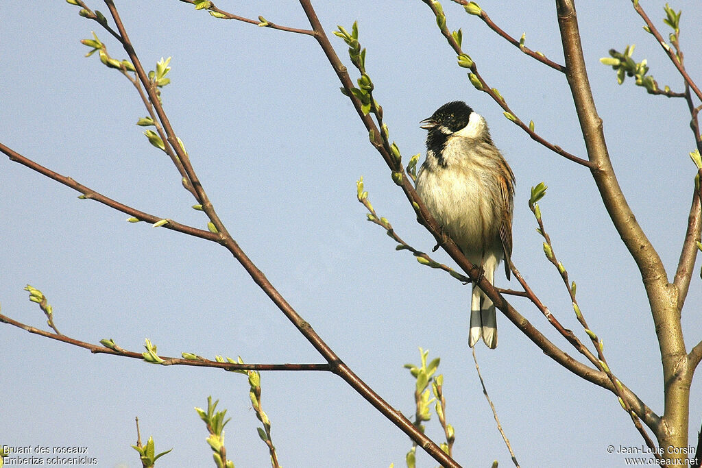 Bruant des roseaux mâle adulte