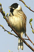 Common Reed Bunting