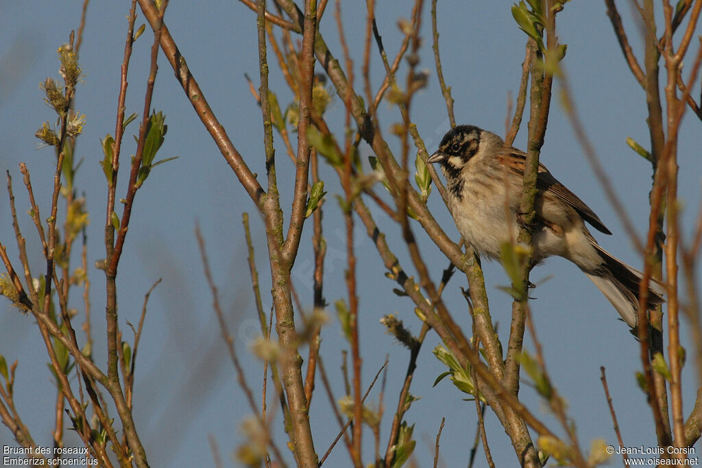 Bruant des roseaux