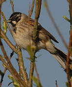 Common Reed Bunting