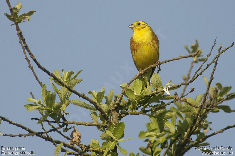 Bruant jaune mâle adulte