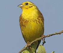 Yellowhammer