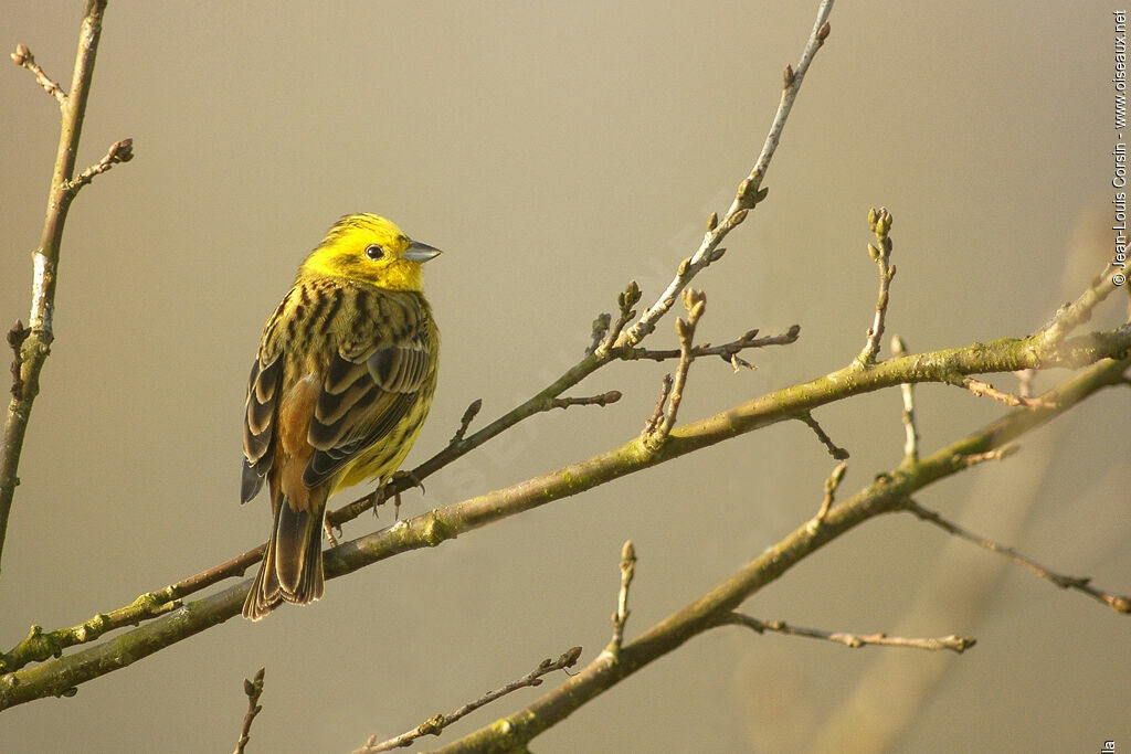 Bruant jaune