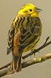 Bruant jaune