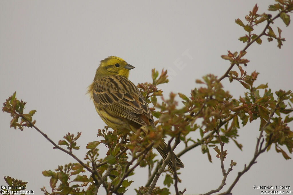 Bruant jaune