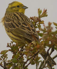 Bruant jaune