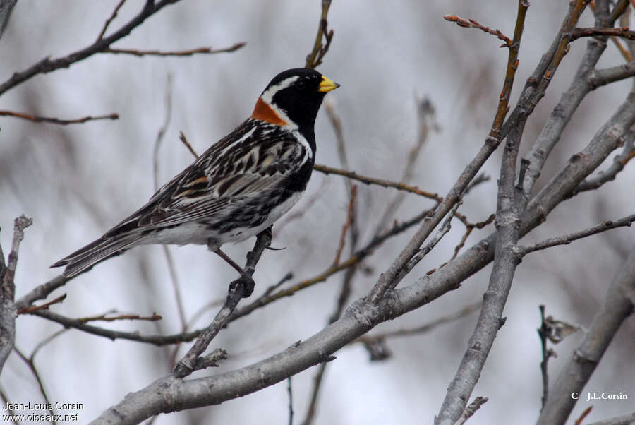 Lapland Longspur male adult breeding, identification