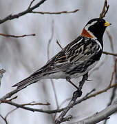 Lapland Longspur