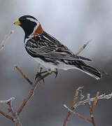 Lapland Longspur