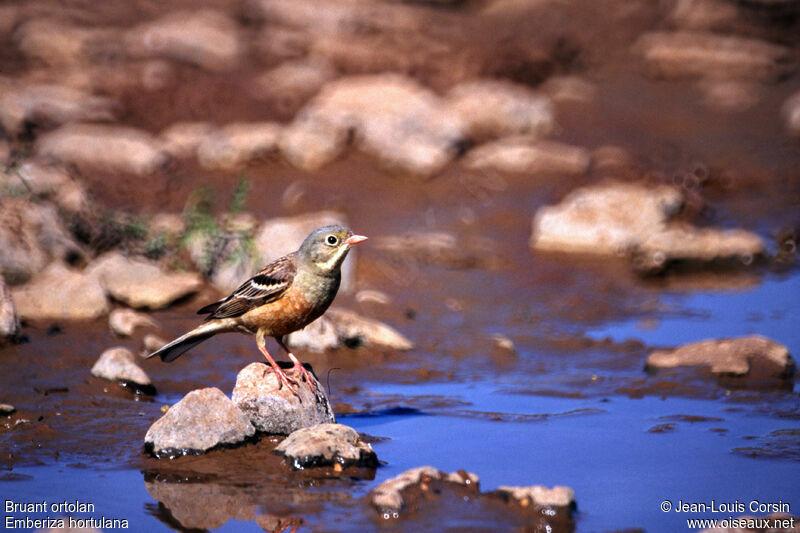 Ortolan Bunting