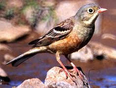 Ortolan Bunting