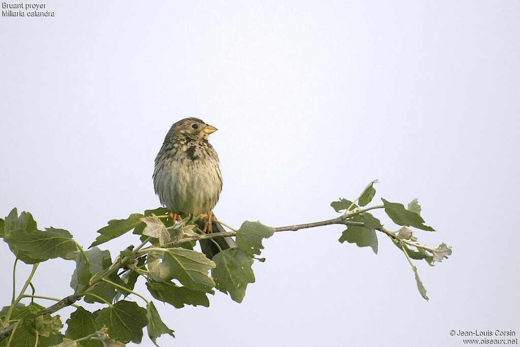 Corn Bunting