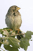 Corn Bunting