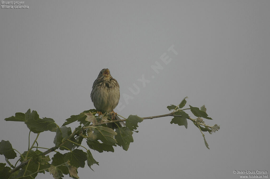 Corn Bunting