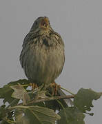 Corn Bunting