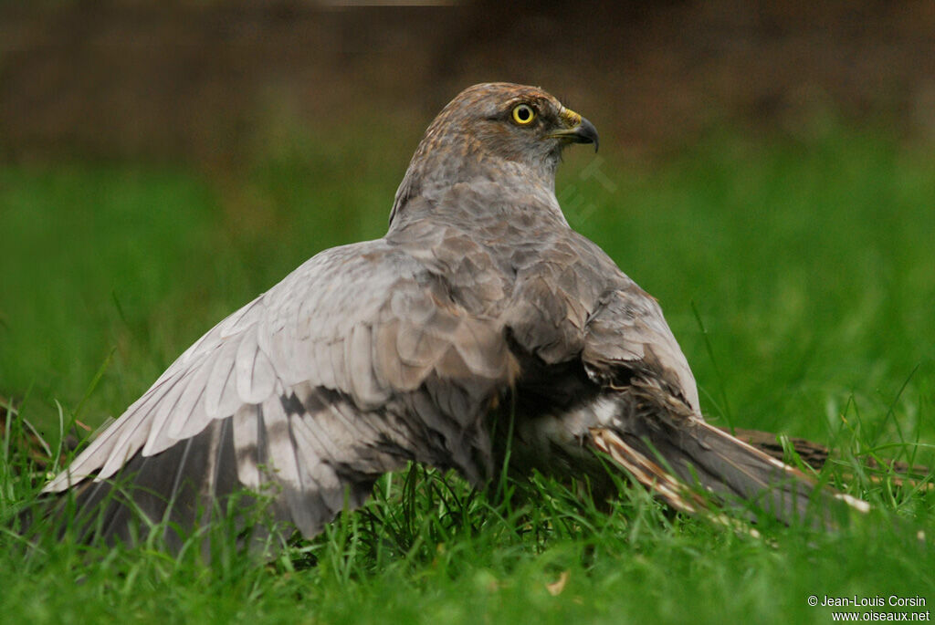 Montagu's Harrier