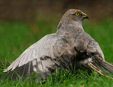 Montagu's Harrier