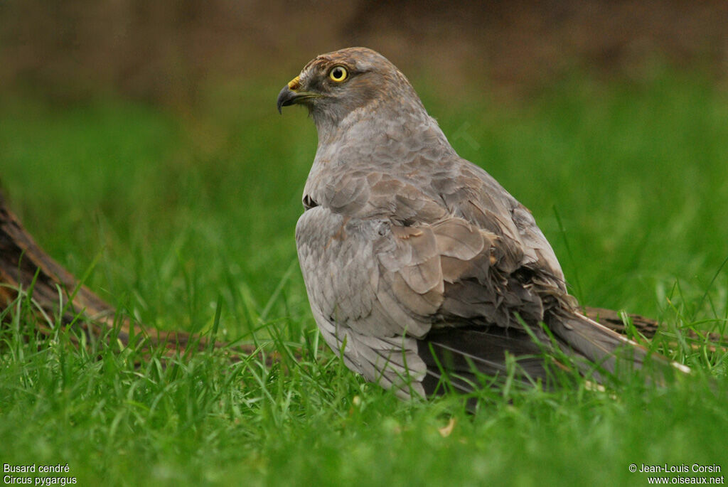 Montagu's Harrier male