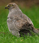 Montagu's Harrier