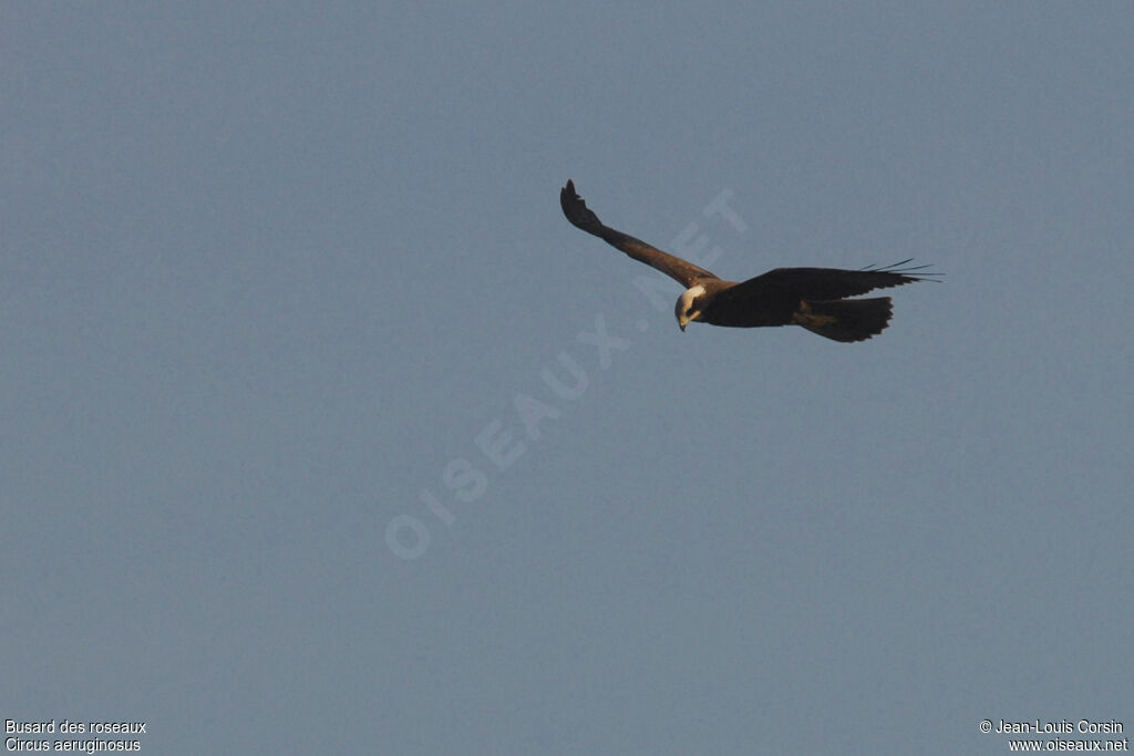 Western Marsh Harrier female