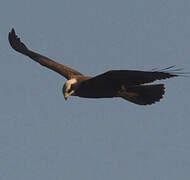 Western Marsh Harrier