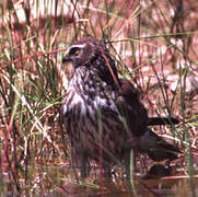 Hen Harrier