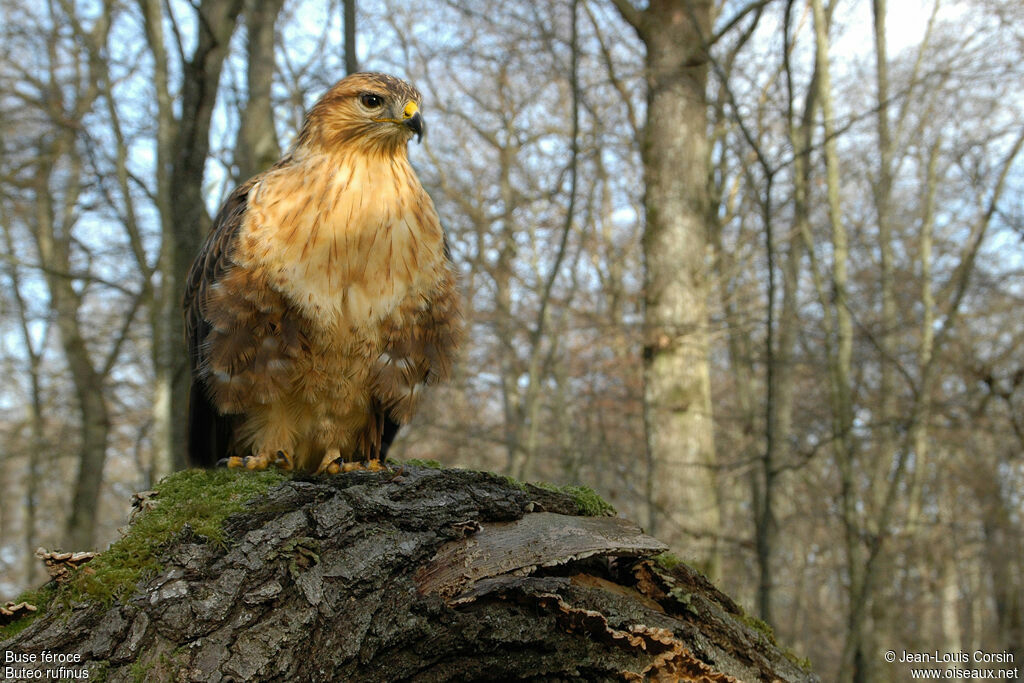 Long-legged Buzzard