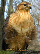 Long-legged Buzzard