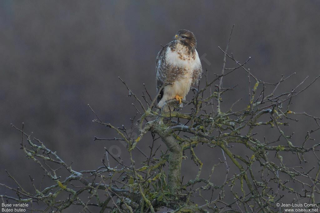 Buse variable