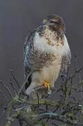 Common Buzzard