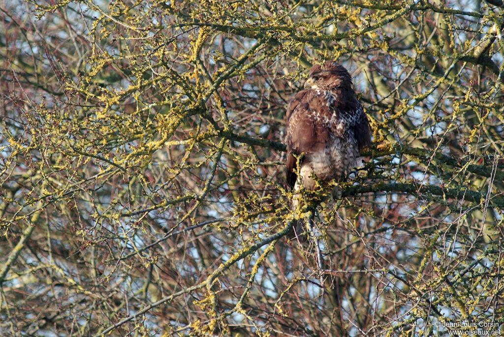 Common Buzzard