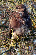 Common Buzzard