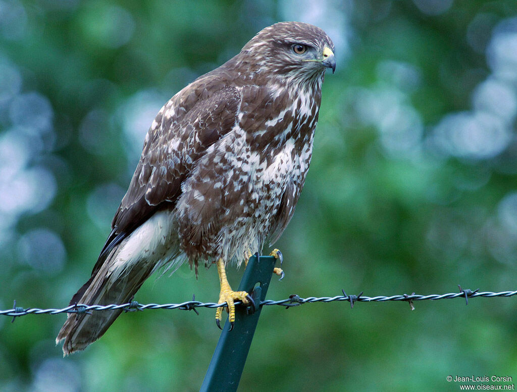 Buse variable