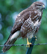 Common Buzzard